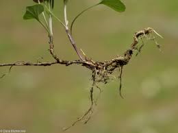 Attēlu rezultāti vaicājumam “Viola canina fruit”