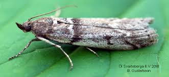 Attēlu rezultāti vaicājumam “Zophodia grossulariella”