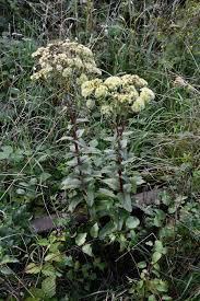 Attēlu rezultāti vaicājumam “Hylotelephium maximum leaf”