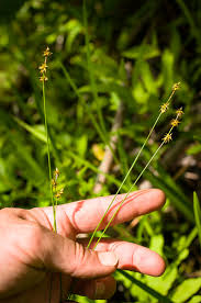 Attēlu rezultāti vaicājumam “Carex disperma”