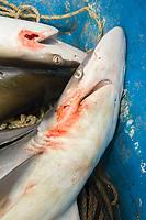 Image result for Rhizoprionodon longurio