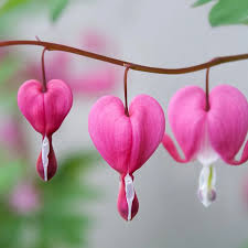 Image result for tränendes Herz