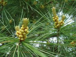 Attēlu rezultāti vaicājumam “Pinus strobus fruit”