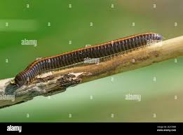 Attēlu rezultāti vaicājumam “Ommatoiulus sabulosus”