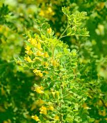 Attēlu rezultāti vaicājumam “Caragana arborescens”