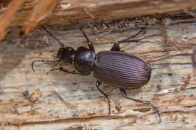 Attēlu rezultāti vaicājumam “Pterostichus aethiops”