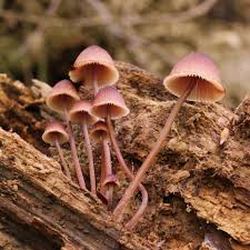 Attēlu rezultāti vaicājumam “Mycena haematopus”