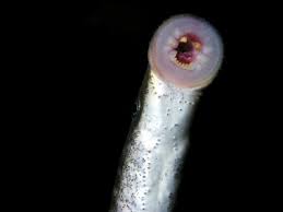 Image result for Lampetra fluviatilis