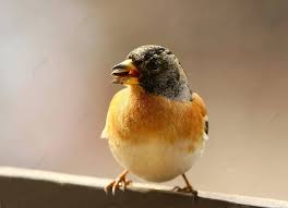 Attēlu rezultāti vaicājumam “Fringilla montifringilla male”