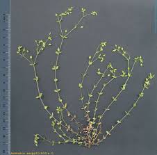 Attēlu rezultāti vaicājumam “Arenaria serpyllifolia”