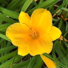 Attēlu rezultāti vaicājumam “Hemerocallis lilioasphodelus flower”