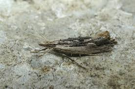 Attēlu rezultāti vaicājumam “Ypsolopha scabrella”