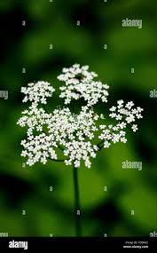 Attēlu rezultāti vaicājumam “Aegopodium podagraria flower”