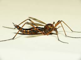 Attēlu rezultāti vaicājumam “Dictenidia bimaculata”