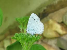 Attēlu rezultāti vaicājumam “Celastrina argiolus female”