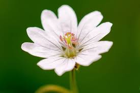 Attēlu rezultāti vaicājumam “Geranium pyrenaicum flower”