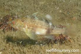Image result for Serranus atricauda