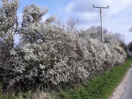 Attēlu rezultāti vaicājumam “Prunus spinosa”