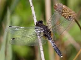 Attēlu rezultāti vaicājumam “Leucorrhinia caudalis male”