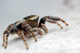 Attēlu rezultāti vaicājumam “Evarcha falcata”