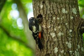 Attēlu rezultāti vaicājumam “Dendrocopos medius nest”