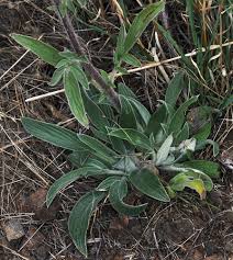 Attēlu rezultāti vaicājumam “Veronica scutellata”