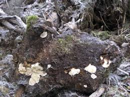 Attēlu rezultāti vaicājumam “Heterobasidion parviporum”