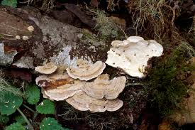 Attēlu rezultāti vaicājumam “Trametes hirsuta”