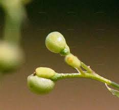 Attēlu rezultāti vaicājumam “Galium album bud”