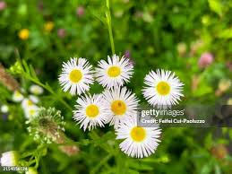 Attēlu rezultāti vaicājumam “Erigeron annuus flower”