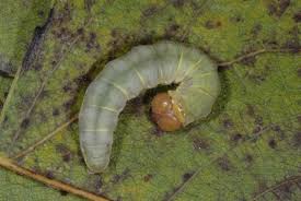 Attēlu rezultāti vaicājumam “Tethea or”