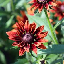 Image result for Rudbeckia Paradisio