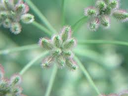 Attēlu rezultāti vaicājumam “Torilis japonica leaf”