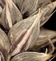 Attēlu rezultāti vaicājumam “Carex acutiformis flower”