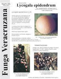 Attēlu rezultāti vaicājumam “Lycogala irregulare macro”