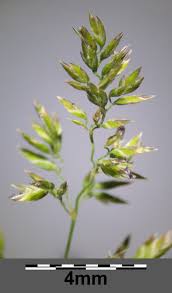 Attēlu rezultāti vaicājumam “Poa angustifolia”