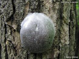 Attēlu rezultāti vaicājumam “Reticularia lycoperdon young”