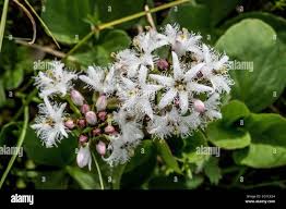 Attēlu rezultāti vaicājumam “Menyanthes trifoliata leaf”