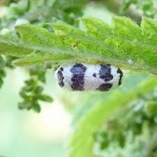 Attēlu rezultāti vaicājumam “Ichneumonidae cocoon”