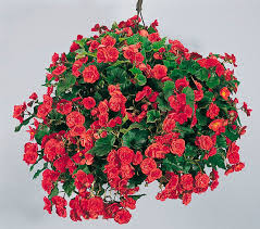 Image result for Бегония Элатиор 12х22 4601887072423