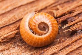 Attēlu rezultāti vaicājumam “Polyzonium germanicum”