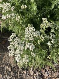 Attēlu rezultāti vaicājumam “Achillea millefolium leaf”