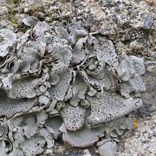 Attēlu rezultāti vaicājumam “Dermatocarpon miniatum”