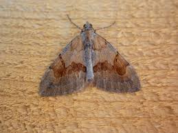 Attēlu rezultāti vaicājumam “Pennithera firmata”