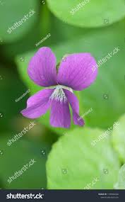 Attēlu rezultāti vaicājumam “Viola palustris flower”