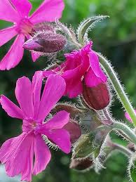 Attēlu rezultāti vaicājumam “Silene dioica”