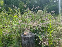 Attēlu rezultāti vaicājumam “Dianema depressum plasmodium”