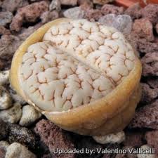 Attēlu rezultāti vaicājumam “Stemonitopsis hyperopta var. landewaldii”