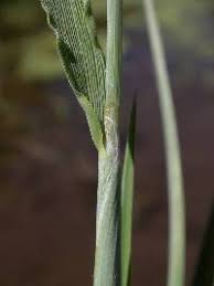 Attēlu rezultāti vaicājumam “Alopecurus aequalis”