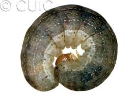 Attēlu rezultāti vaicājumam “Orthosia larvae”